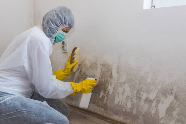 Best Mold Remediation for Healthcare Facilities  in Star Valley Ranch, WY